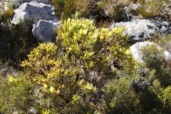 Leucadendron gandogeri × xanthoconus