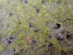 Potamopyrgus estuarinus