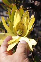 Leucadendron laureolum × microcephalum