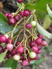 Syzygium emirnense image