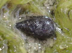 Potamopyrgus estuarinus