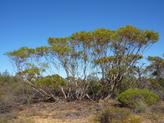 Eucalyptus rigidula rigidula