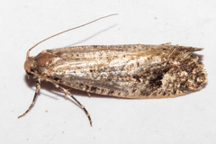 Lysiphragma epixyla