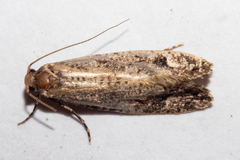 Lysiphragma epixyla