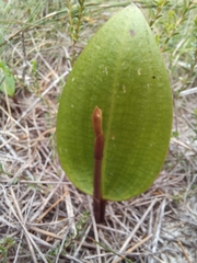 Cryptostylis leptochila