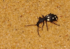 Psecadius