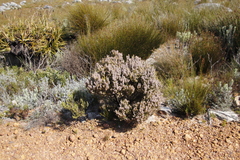 Erica hispidula