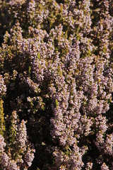Erica hispidula