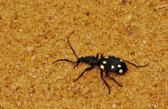 Psecadius