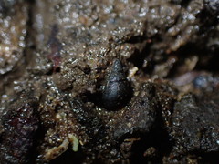 Potamopyrgus estuarinus