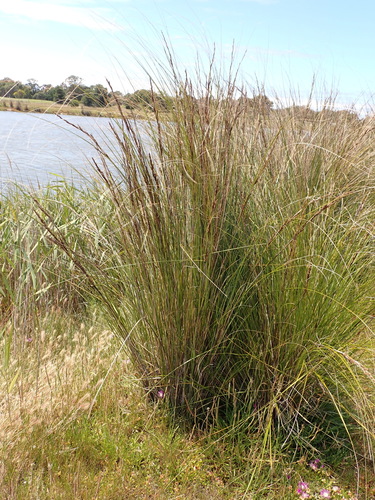 Image of Gahnia filum by (c) Nina Kerr, some rights reserved (CC BY)