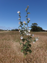 Malva preissiana
