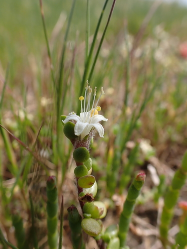 Image of Wilsonia rotundifolia by (c) Nina Kerr, some rights reserved (CC BY)