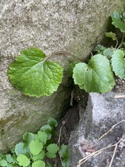 Campanula punctata