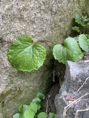 Campanula punctata