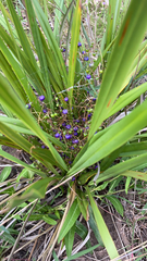 Dianella nigra
