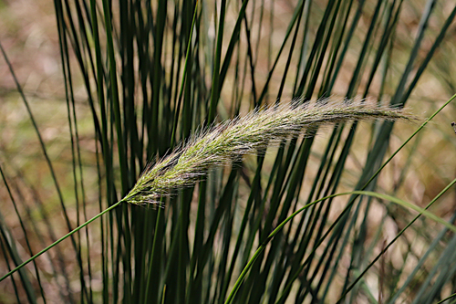 Dichelachne micrantha
