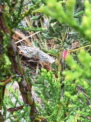 Selidosema leucoplecta