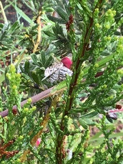 Selidosema leucoplecta