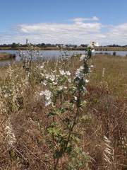 Malva preissiana