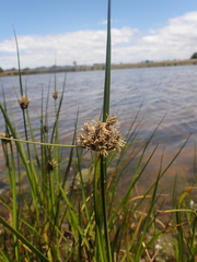 Bolboschoenus caldwellii