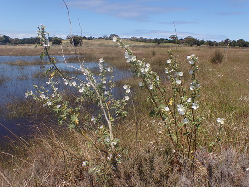 Image of Malva preissiana by (c) Nina Kerr, some rights reserved (CC BY)