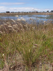Rytidosperma setaceum