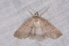 Chlenomorpha sciogramma