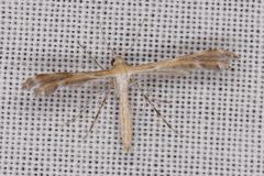 Stangeia xerodes