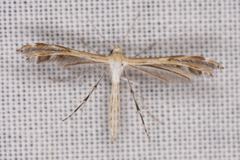 Stangeia xerodes