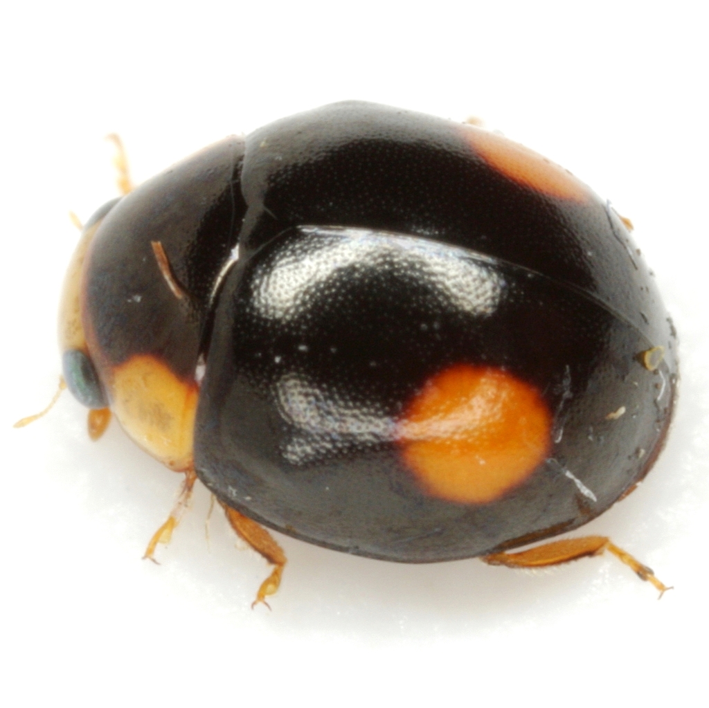 Wickham's Orange-spotted Lady Beetle