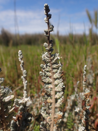 Image of Wilsonia humilis by (c) Nina Kerr, some rights reserved (CC BY)