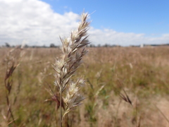 Rytidosperma bipartitum