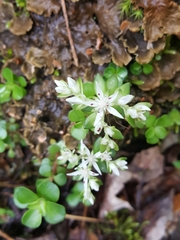 Sedum ternatum