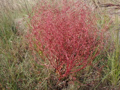 Rumex dumosus