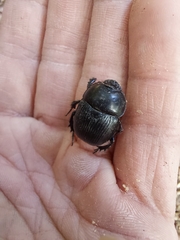 Phelotrupes insulanus