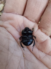 Phelotrupes insulanus