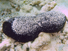 Actinopyga palauensis