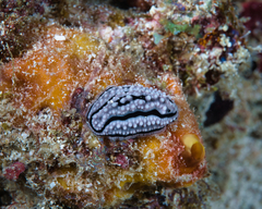 Phyllidiopsis