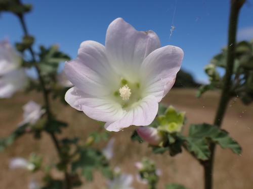 Malva preissiana, photograph 1