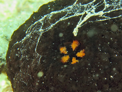 Actinopyga palauensis
