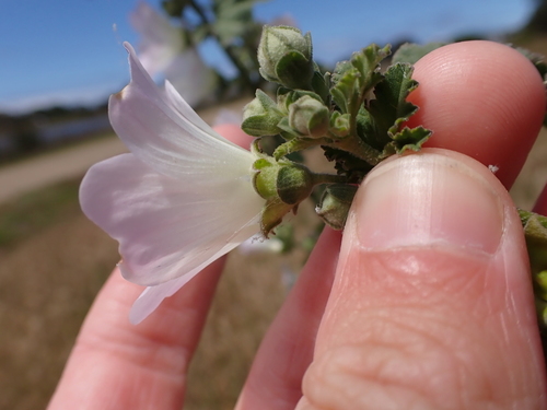 Malva preissiana, photograph 2