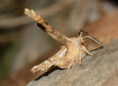 Apochima flabellaria