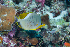 Chaetodon xanthocephalus