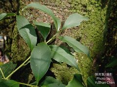 Symplocos setchuensis