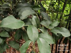 Symplocos setchuensis