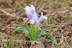 Iris willmottiana