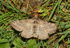 Lycia degtjarevae