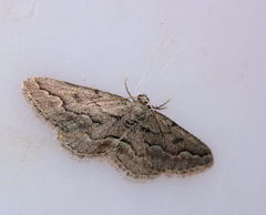 Ramitia obliquelineata