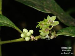 Symplocos setchuensis